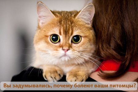 Задумывались ли вы, почему болеют домашние животные? Задумывались ли вы, почему болеют домашние животные?