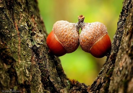 Уникальные свойства желудя: и лекарство, и еда Уникальные свойства желудя: и лекарство, и еда