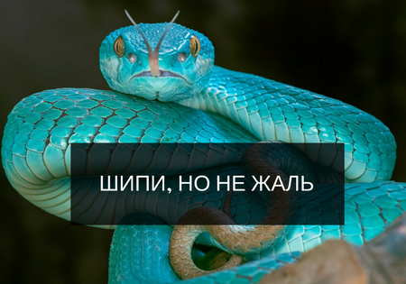 ШИПИ, НО НЕ ЖАЛЬ