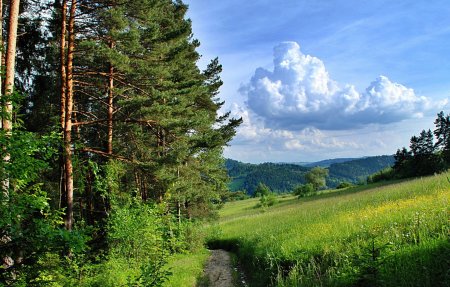 Лес vs стресс: японская практика лесных ванн